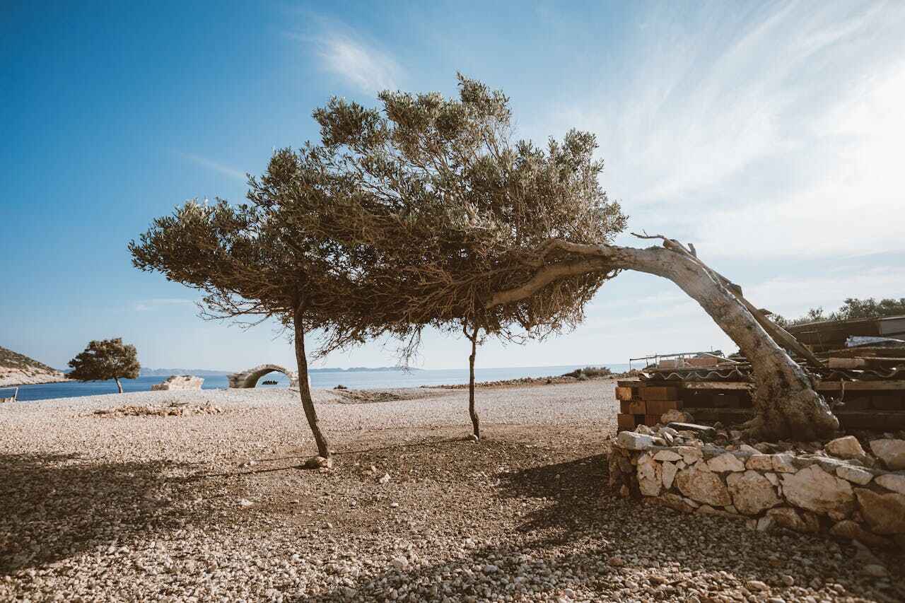 Tree Removal for Businesses in Atlantic Beach, FL